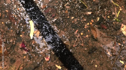 The dirty place is filled with water and worms are breeding there.