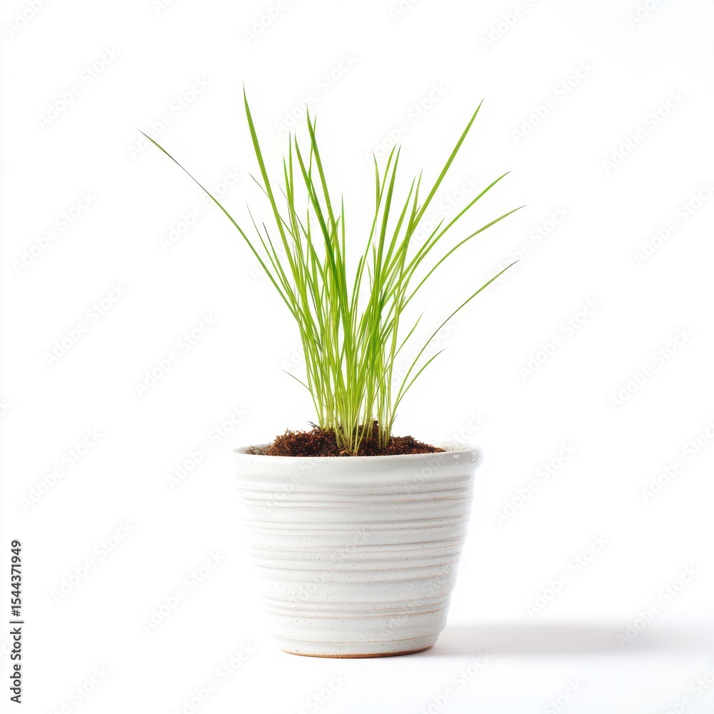 Fototapeta premium Fresh Green Chives in White Pot Against White Background