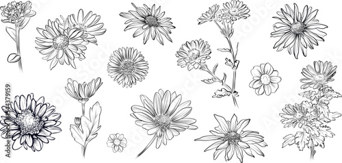Hand drawn chrysanthemum flowers and stems sketch vector