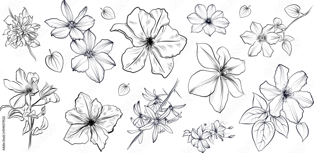 Obraz premium Hand drawn clematis flowers and vines sketch vector