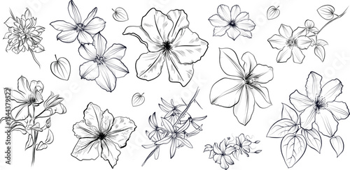Hand drawn clematis flowers and vines sketch vector