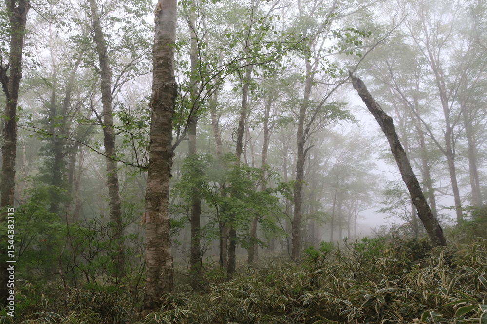 Obraz premium 霧の中の白樺牧場。赤城山にある牧場、現在は牧場は廃業し前橋市の管理となっている。自生するツツジが咲く季節には普段立ち入り禁止となっている場所のツツジを鑑賞する自生するツツジが咲く季節にはがツアーが組まれる。霧の森