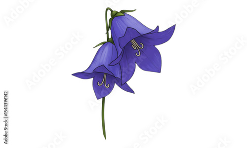 iris flower isolated on white