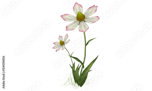 pink flower isolated on white