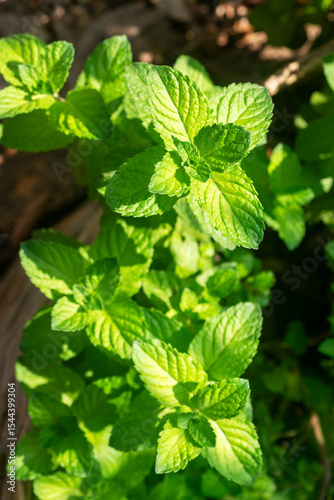 Wallpaper Mural Fresh organic mint plants in the garden amidst the morning sunlight. Torontodigital.ca