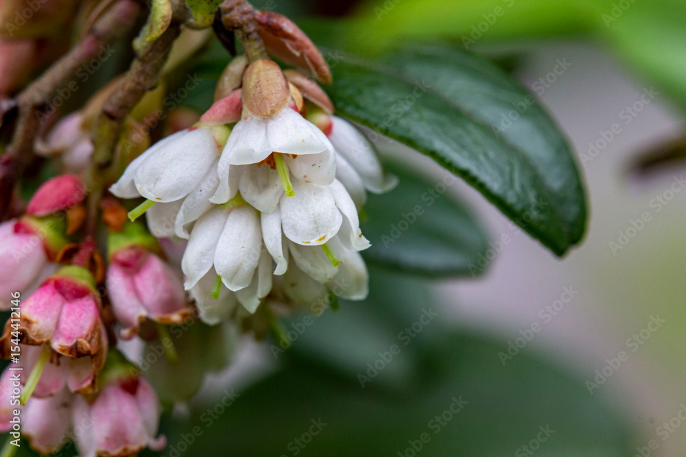 Obraz premium lingonberry flowers. lingonberry blossoms on a blurred background with blurred ones. colorful photo of flowers. bokeh. close-up.