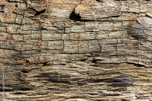 texture of old dried wood. close-up. beautiful background. space for text and subject.
