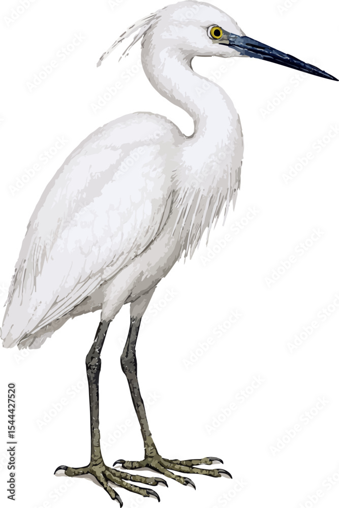 Obraz premium Egretta garzetta