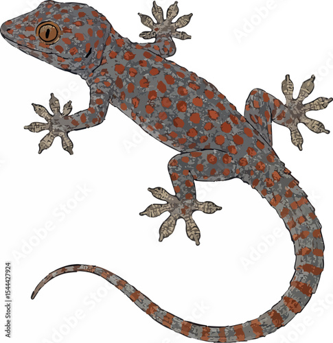 Gekko gecko