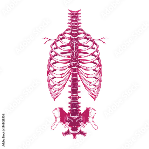vector illustration of back skeletal isolated in White Background, back skeletal vector
