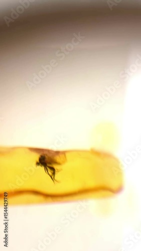Insect Preserved in Amber Captured in Macro View