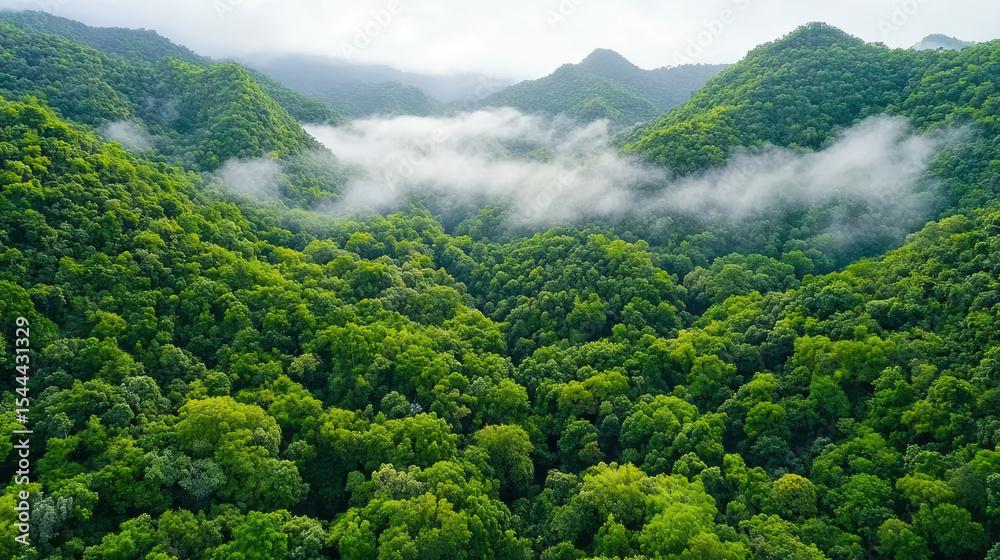 Fototapeta premium Lush tropical jungle with deep green layers and misty valleys creates serene atmosphere