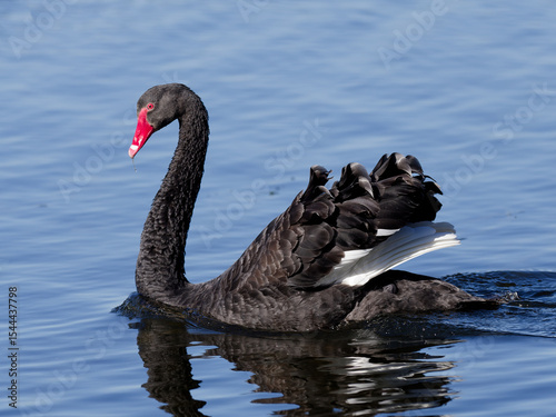 Fototapeta Naklejka Na Ścianę i Meble -  Australia Black Swan (Cygnus atratus) swimming alone in a lake.