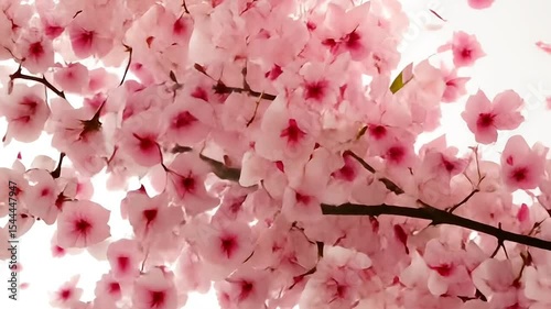 Beautiful sakura flowers on white background