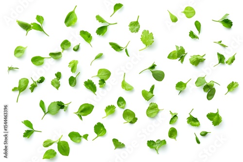 Fresh Cilantro Leaves Scattered on White Background Perfect for Culinary or Herbal Designs