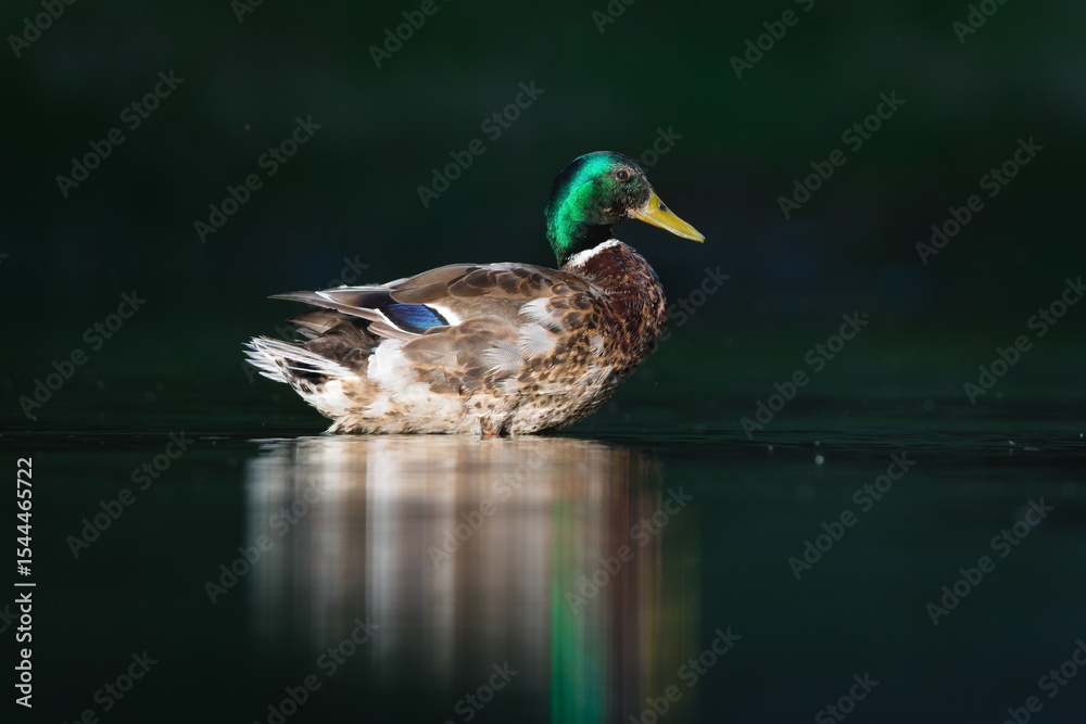 Fototapeta premium Anas Platyrhynchos aka wild or mallard duck male in evening sun. Isolated on dark black background.