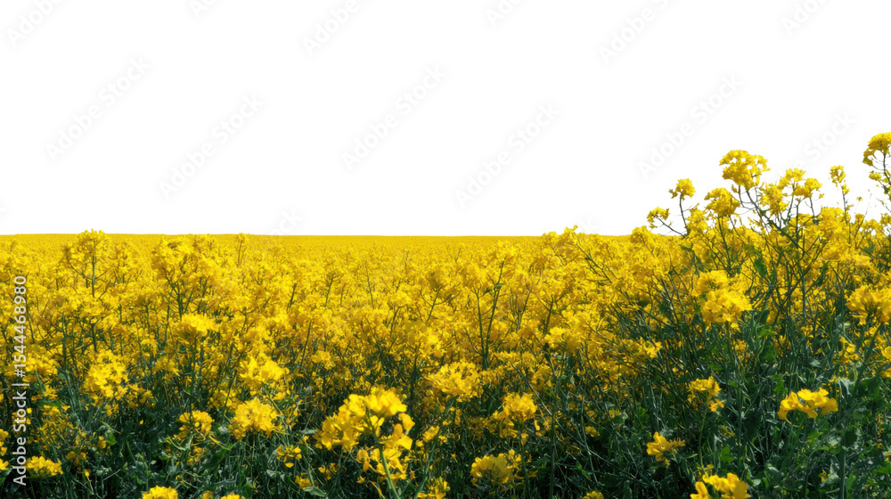 Obraz premium Canola Field Bloom: A vibrant panoramic vista of a canola field in full bloom, presenting a sea of yellow blossoms extending to the horizon.