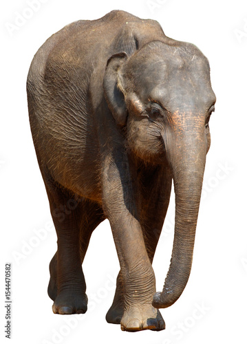 A baby elephant walking on a white background
