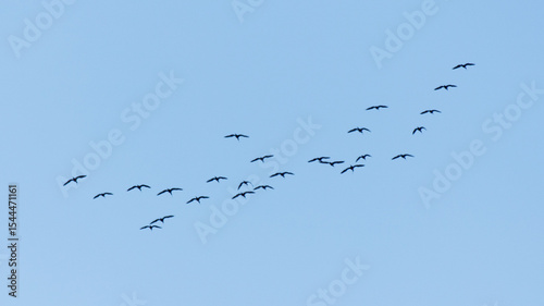 Canvas Print A flock of birds flying in the sky