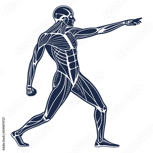 Silhouette of human muscular system in isolated vector style, showing anatomy, fitness, and body form