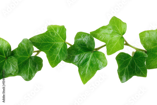 Close-up of vibrant green ivy leaves (3)
