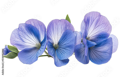 Blue butterfly pea flower isolated on transparent background. Generative AI.