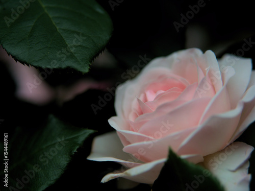 5月に美しく咲いたピンク色のバラ「花ぼんぼり」