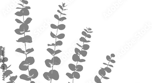 Dried Eucalyptus Leaves: Rustic Botanical Elements on White Background