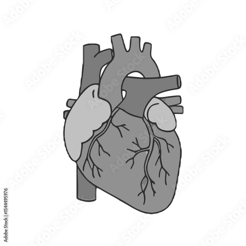 Human Heart Anatomy: Detailed Medical Illustration of Cardiovascular Organ