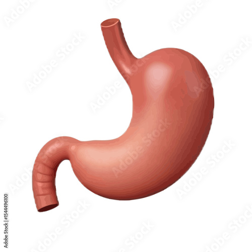 Human Stomach Origin: Scientific Perspective & Evolutionary Digestive Anatomy
