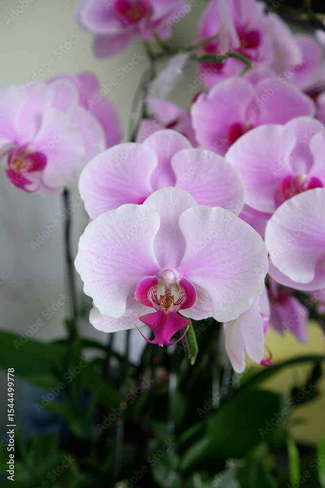 Obraz premium pink orchid flower