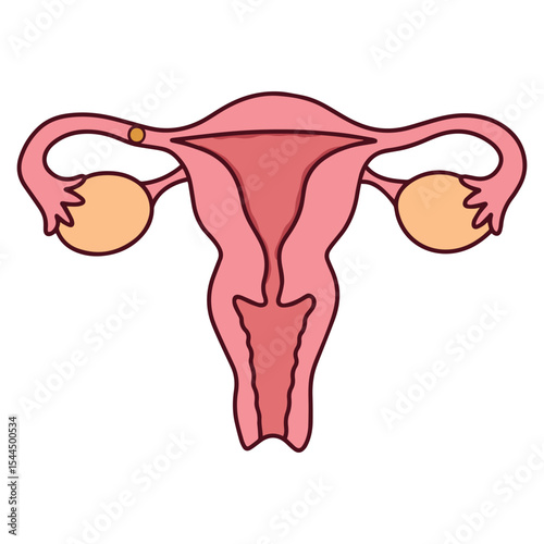 Medical diagram showing ovulation phase with egg release from ovary. Highlights peak fertility period in menstrual cycle and used in pregnancy planning visuals