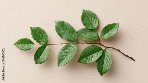 Branching green leaves on sandy canvas, evoking ancient Arbor Day whispers and the quiet elegance of leaf peeping