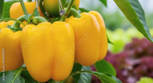 Golden Bell Peppers Bursting with Color in the Gardens Embrace.