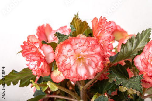 Begonia blooming on white background. Delicate double pink flowers.