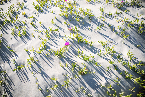 Small green plants growing on white sand dunes with long shadows