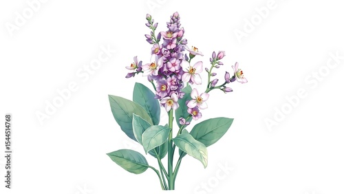 Sage with blossoms,  on white background