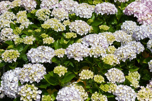 Beautiful hydrangea flowers blooming