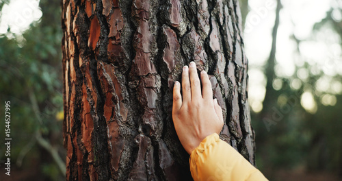 Quadro su tela Bark, forest and hand to touch tree outdoor as naturalist, environmentalist or nature lover