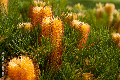 Banksia Birthday Candles flowers in the garden