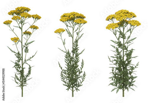 Three yellow yarrow plants isolated on transparent background