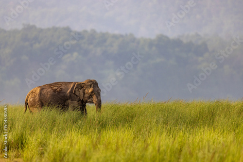 A mud-covered elephant walks slowly through the golden grasslands of Dhikala in Jim Corbett National Park, India — a majestic presence amid the wild, sunlit landscape.