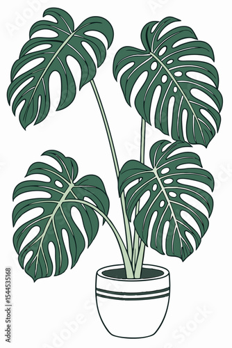 monstera trees in a pot