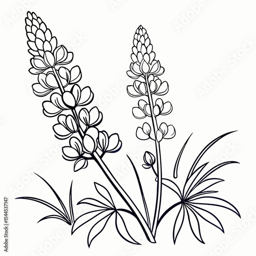 black and white  lupine
