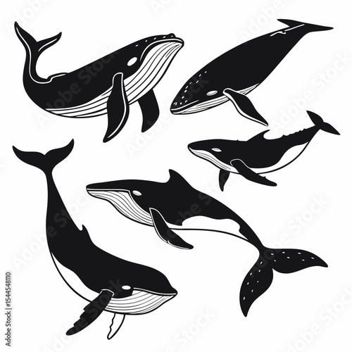 Whale Silhouettes Vector Set on White Background