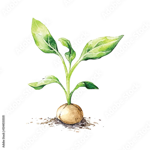 Sprouting seedling with green leaves watercolor illustration growing on transparent background vector