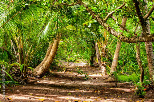 Maldives green forest
