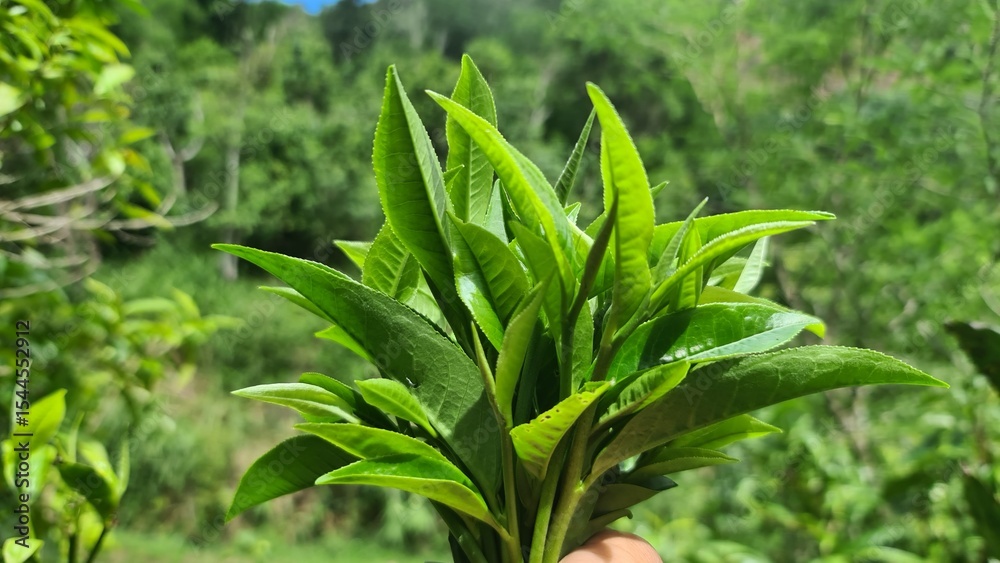 Obraz premium Hand picking fresh green tea leaves from a bush at a plantation. a gardener harvesting young tea shoots in a lush tea garden. Fresh organic tea leaves being inspected on a tea estate.