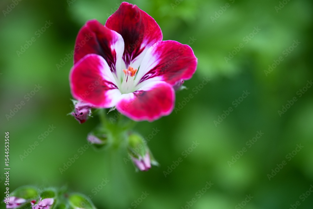 Obraz premium The Crimson Bloom