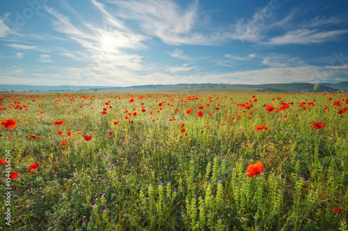 Spring poppy field in mountain valley morning at day.